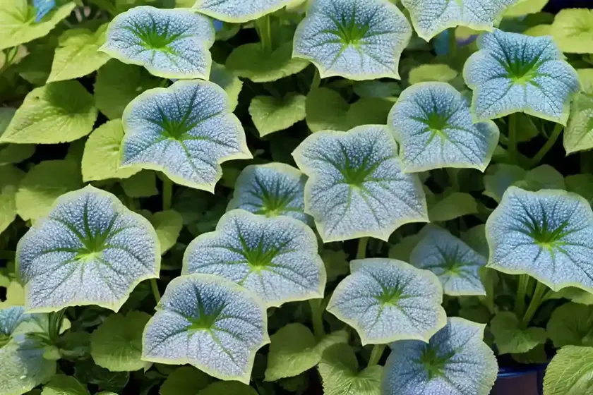 Brunnera macrophylla ‘diane’s gold’ (siberian bugloss) — photo 3
