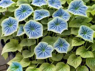 Brunnera Macrophylla ‘Diane’s Gold’ (Siberian Bugloss)