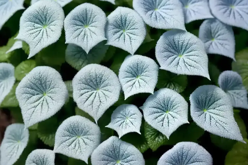 Brunnera macrophylla ‘jack frost’ (siberian bugloss) — photo 3