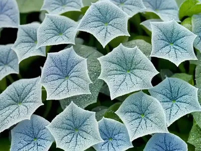 Brunnera Macrophylla ‘Jack Frost’ (Siberian Bugloss)