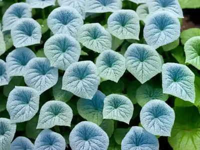 Brunnera Macrophylla ‘Looking Glass’ (Siberian Bugloss)