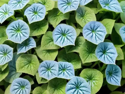 Brunnera Macrophylla ‘Variegata’ (Siberian Bugloss)