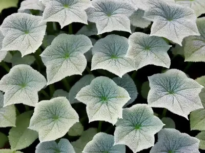 Brunnera ‘Silver Charm’ (Siberian Bugloss)