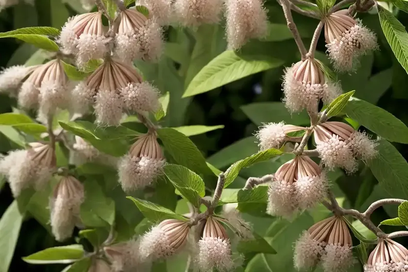 Buckeye (aesculus x woerlitzensis) — photo 3