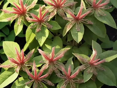 Buckeye (Aesculus X Woerlitzensis)