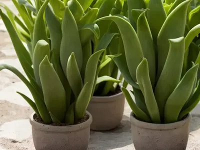 Buck’s-horn Plantain (Plantago Coronopus)