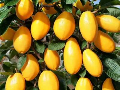 Buddha’s Hand (Citrus Medica Var. Sarcodactylis)