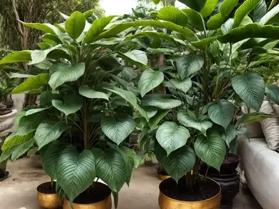 Buddha’s-lamp (Mussaenda Philippica)
