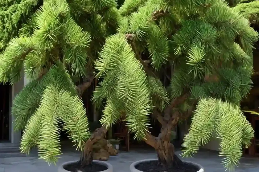 Buddhist pine (podacarpus macrophyllus) — photo 2