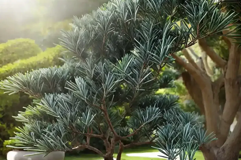 Buddist pine (podocarpus macrophyllus) — photo 2