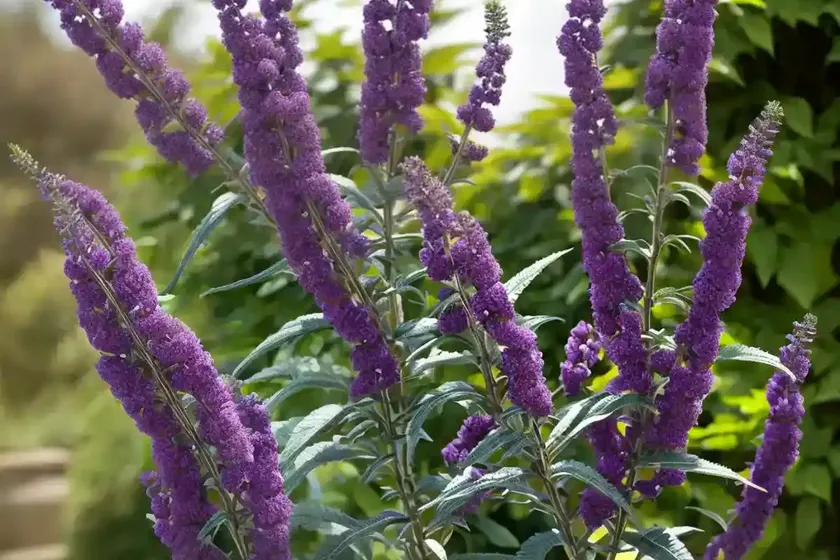 Buddleja Davidii ‘Black Knight’ (Butterfly Bush) — photo 2