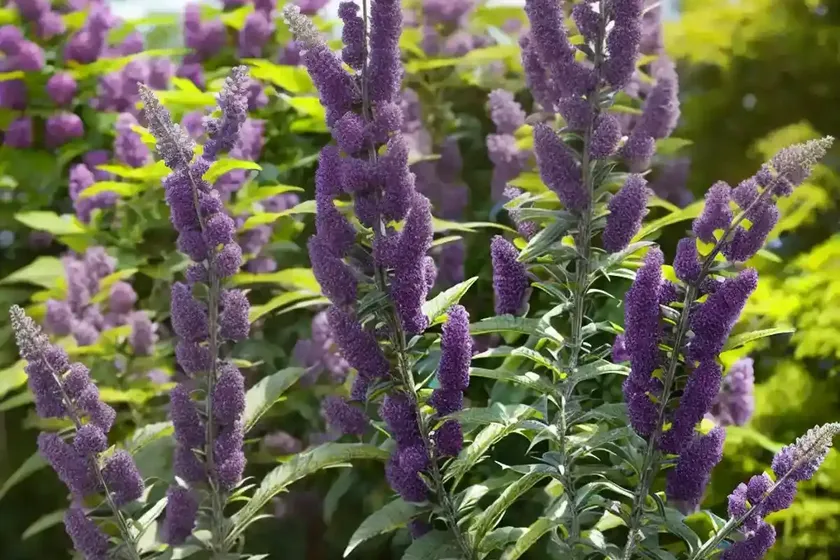 Buddleja Davidii ‘Black Knight’ (Butterfly Bush) — photo 3