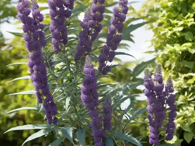 Buddleja Davidii ‘Black Knight’ (Butterfly Bush)