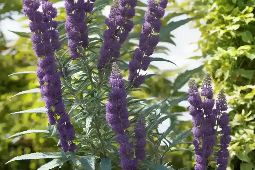 Buddleja Davidii ‘Black Knight’ (Butterfly Bush)