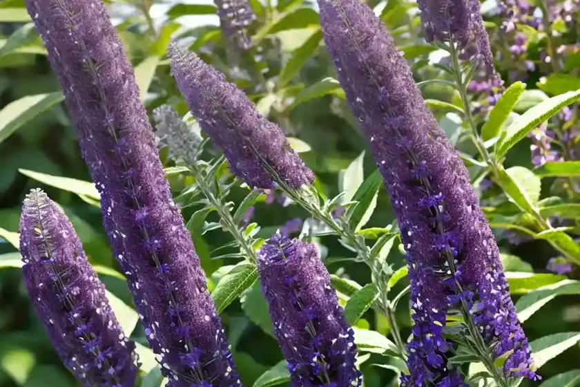 Buddleja Davidii ‘Buzz Midnight’ (Butterfly Bush) — photo 2
