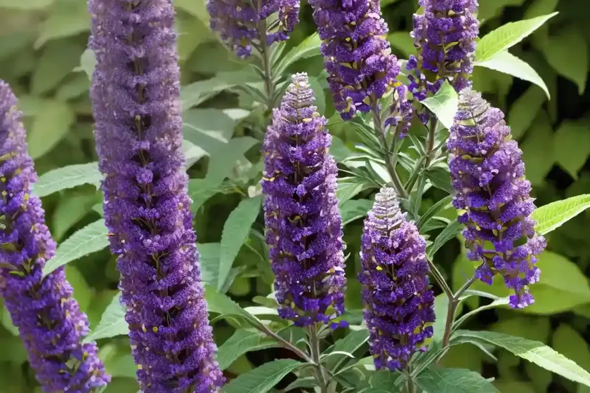 Buddleja Davidii ‘Buzz Midnight’ (Butterfly Bush) — photo 3