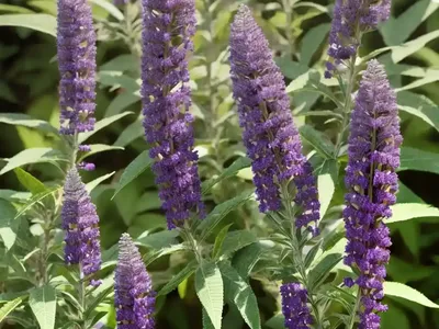 Buddleja Davidii ‘Buzz Midnight’ (Butterfly Bush)