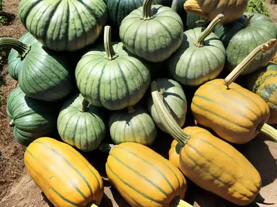 Buffalo Gourd (Cucurbita Foetidissima)