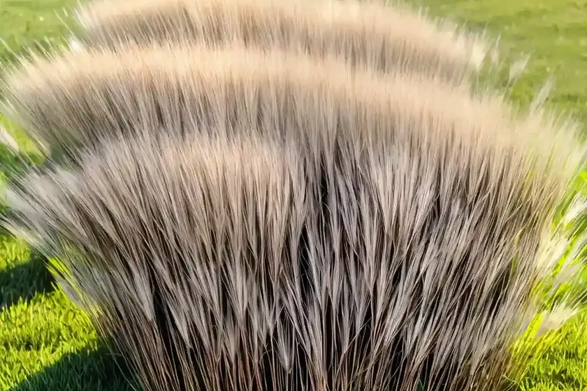 Buffalo grass (buchloe dactyloides) — photo 2