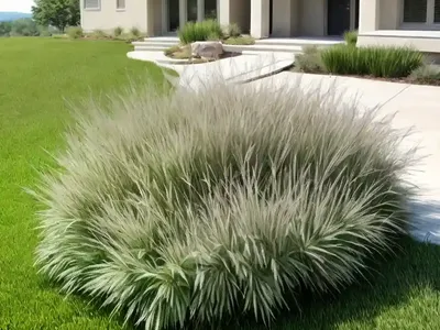 Buffalo Grass (Buchloe Dactyloides)