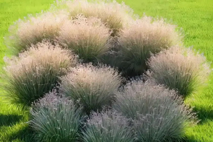 Buffalo grass (buchloe dactyloides ‘cody’) — photo 2