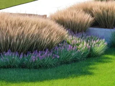 Buffalo Grass (Buchloe Dactyloides ‘Cody’)