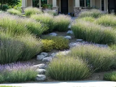 Buffalo Grass (Buchloe Dactyloides ‘Sharp’s Improved’)