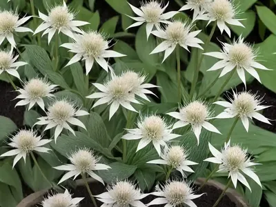 Bugbane (Actaea Simplex (Atropurpurea Group) ‘Black Negligee’)