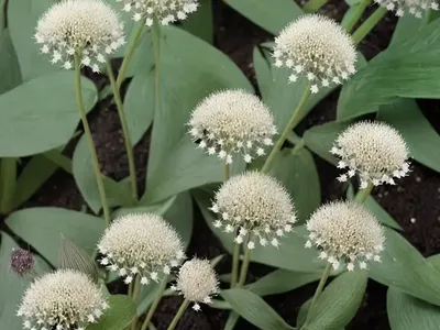 Bugbane (Actaea Simplex (Atropurpurea Group) ‘Brunette’)