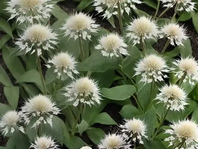 Bugbane (Actaea Simplex (Atropurpurea Group) ‘Hillside Black Beauty’)
