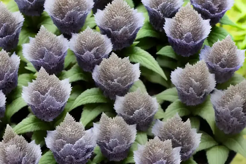 Bugle (ajuga reptans) — photo 3