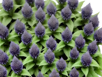 Bugle (Ajuga Reptans)