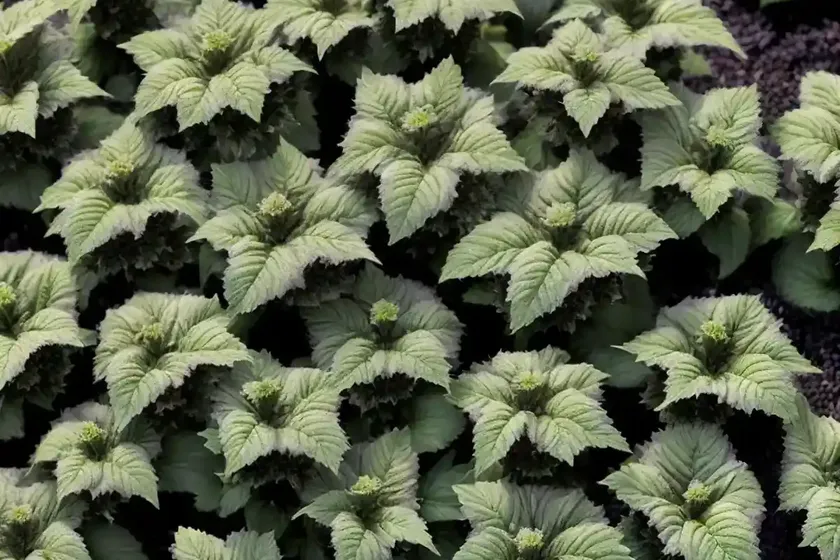 Bugleweed (Ajuga Reptans ‘Binblasca’ BLACK SCALLOP) — photo 2