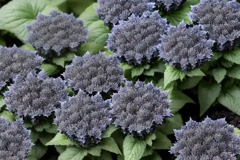 Bugleweed (Ajuga Reptans ‘Binblasca’ BLACK SCALLOP) — photo 3