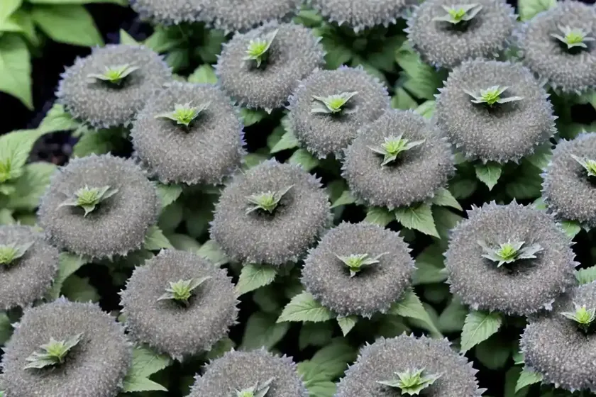 Bugleweed (Ajuga Reptans ‘Binblasca’ BLACK SCALLOP)
