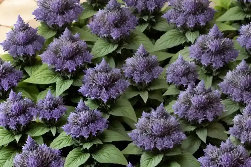 Bugleweed (ajuga ‘sparkler’) — photo 2