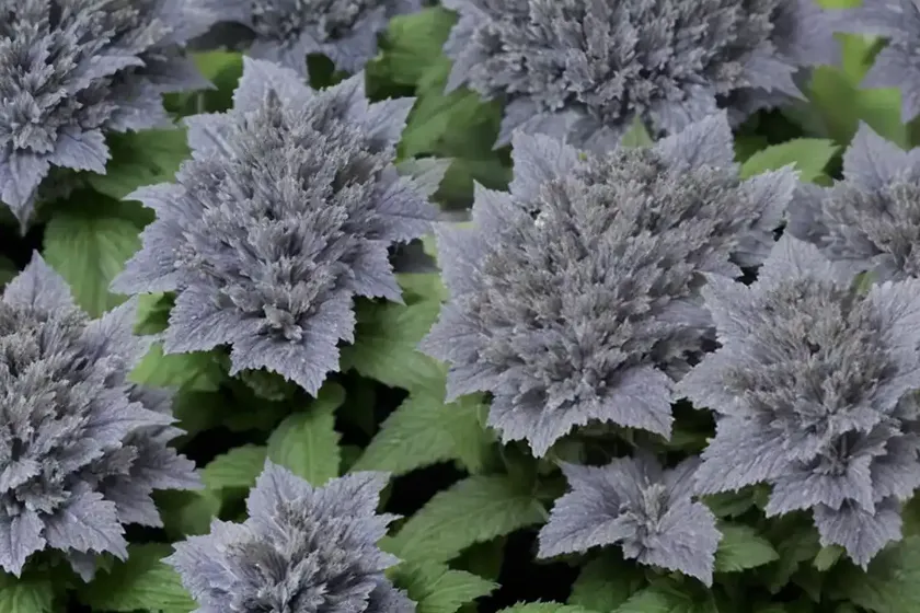 Bugleweed (ajuga ‘sparkler’) — photo 3