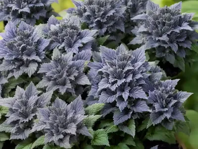 Bugleweed (Ajuga ‘Sparkler’)