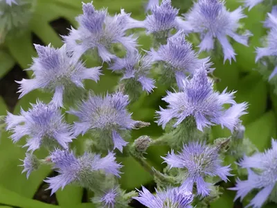 Bugloss (Lycopsis Arvensis)