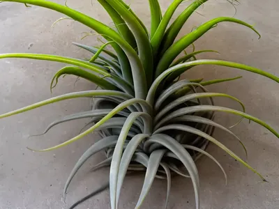 Bulbous Airplant (Tillandsia Bulbosa)