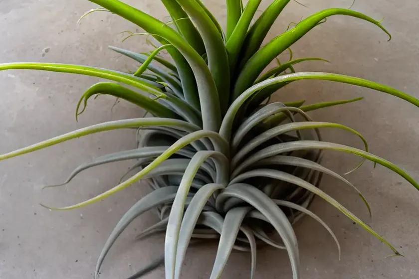 Bulbous airplant (tillandsia bulbosa)