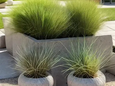 Bulbous Bluegrass (Poa Bulbosa)