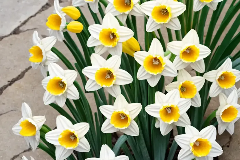 Bunchflower daffodil (narcissus tazetta) — photo 2