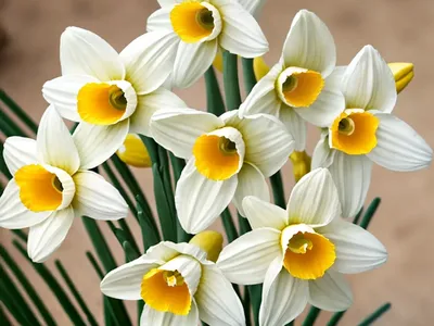 Bunchflower Daffodil (Narcissus Tazetta)