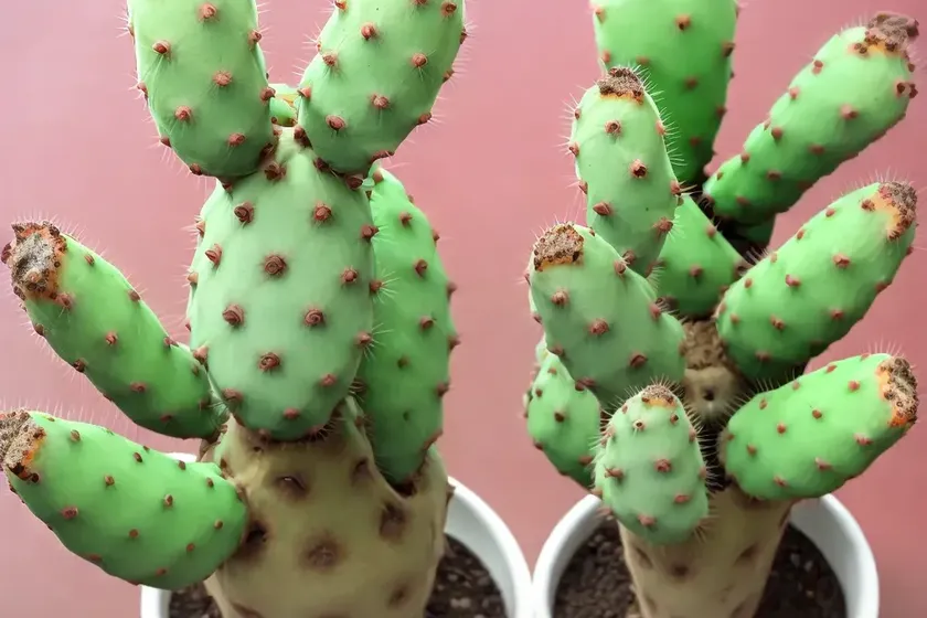 Bunny ear cactus (opuntia microdasys) — photo 2