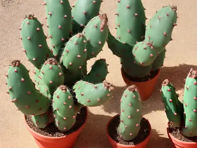 Bunny Ear Cactus (Opuntia Microdasys)