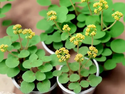 Bur Medic, Little Bur-Clover, Little Bur Medic, Little Medic, Small Medic (Medicago Minima)