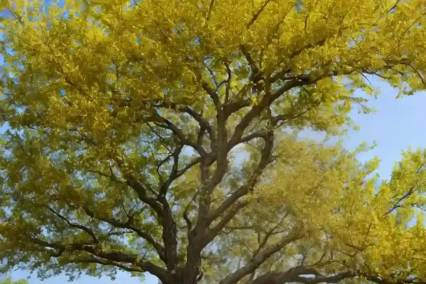 Bur oak (quercus macrocarpa) — photo 2