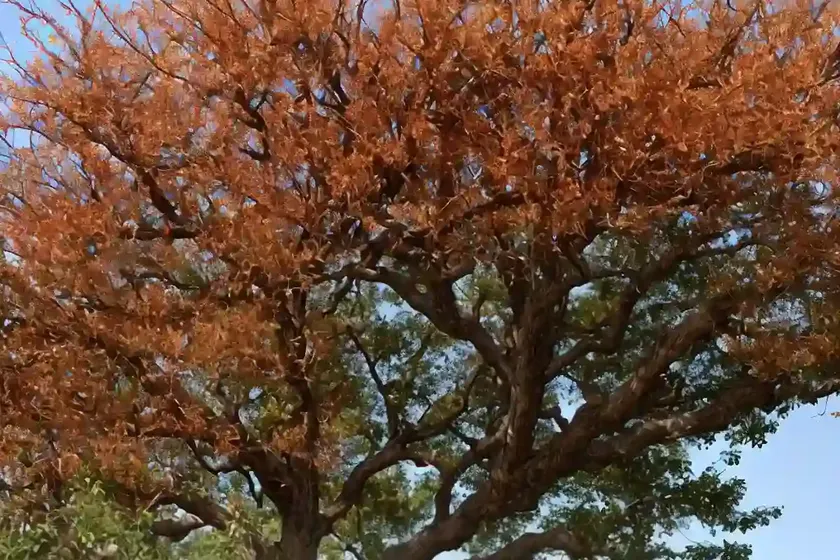 Bur oak (quercus macrocarpa) — photo 3