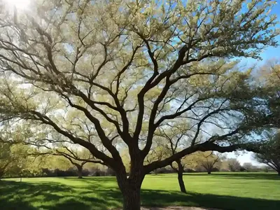 Bur Oak (Quercus Macrocarpa)
